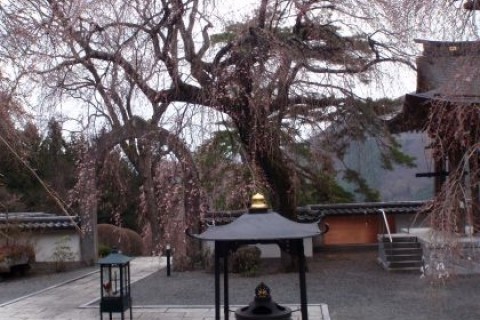 第1回真田の郷　桜フェスタ　「桜ウォーキング」