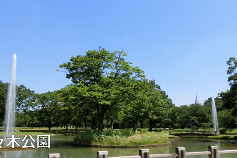 走りやすい代々木公園を朝ラン