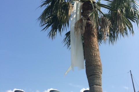 【オクトーバーラン事務局公認イベント】ディズニーリゾート外周を花火を見ながら走ろう！