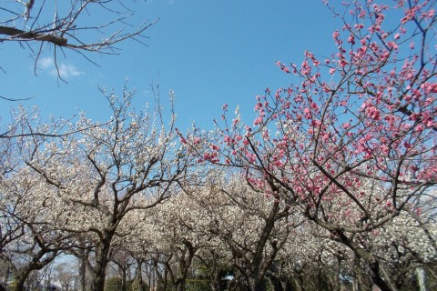 2月9日（日）群馬30K　【レイトエントリー】