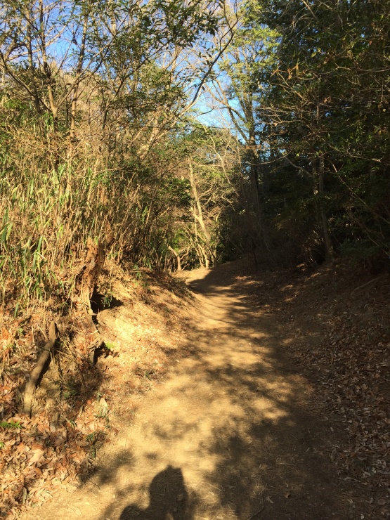 金鳥山のシングルトラック