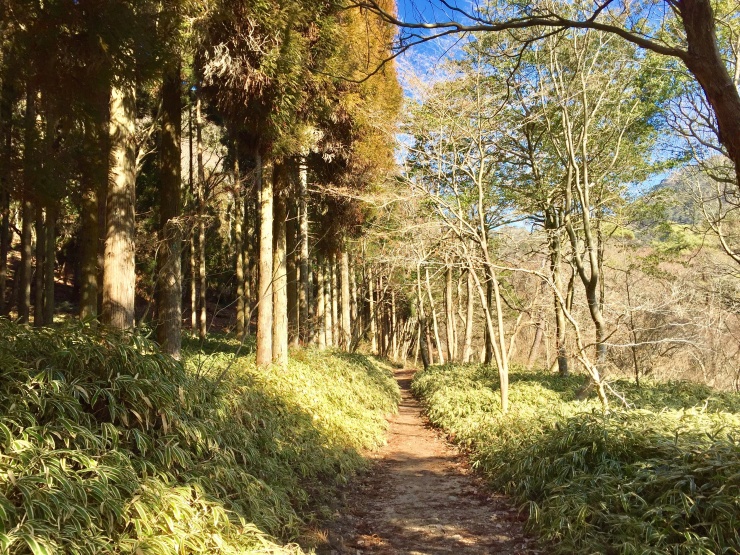 徳川道のシングルトラック