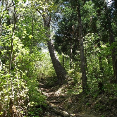 あさひトレイルラン研究会
