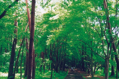 第4回　井頭公園ランニング教室（初心者向け）