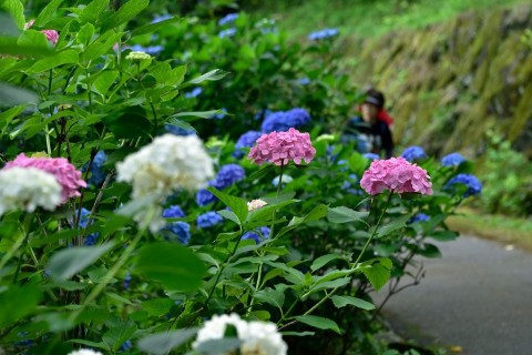 生駒ボルダーあじさいマラニック