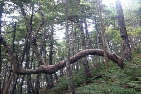 秋の味覚 キノコ狩りトレラン [ 15km ]