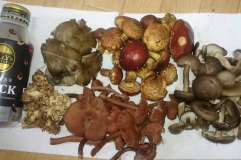 秋の味覚 キノコ狩りトレラン [ 15km ]