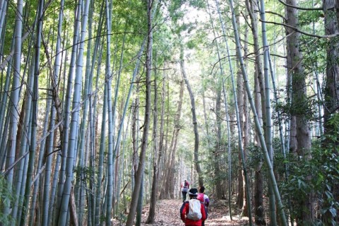 走行率の高いクロスカントリー的トレイルを爽快に！／初級者向けトレイルランニングツアー（埼玉県）