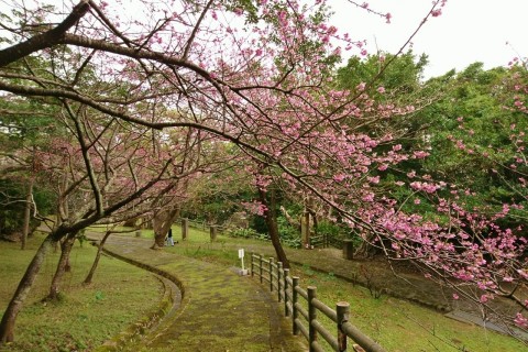 お花見ランニングツアー【Run Ride POINT×オカシノニワ コラボ企画】