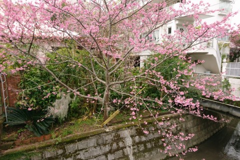 お花見ランニングツアー【Run Ride POINT×オカシノニワ コラボ企画】