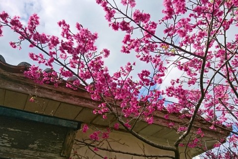 お花見ランニングツアー【Run Ride POINT×オカシノニワ コラボ企画】