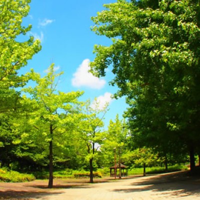 地元人気コース！柏の葉公園外周コース（柏市）