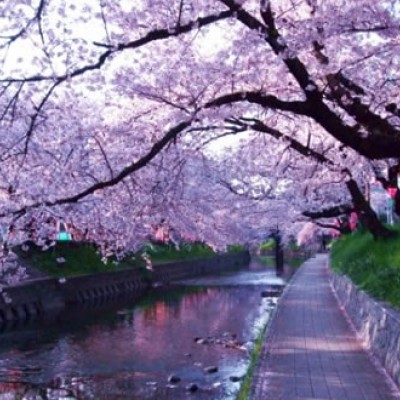 桜並木が続く、五条川沿い遊歩道コース（岩倉市）