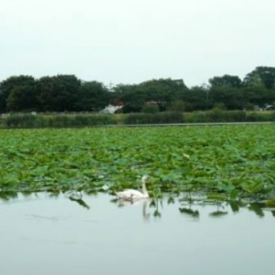 城沼（じょうぬま）一周「朝陽の小径」コース（館林市）