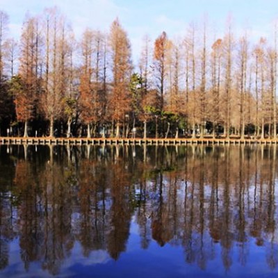 メタセコイアの巨木が！別所沼公園コース（さいたま市）