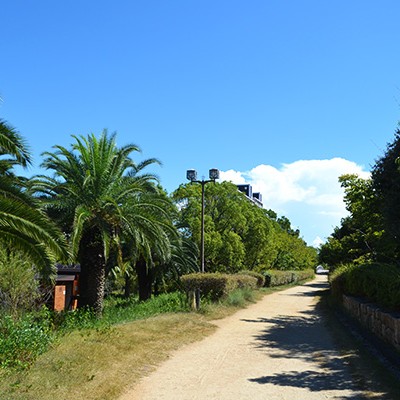 ロング走にぴったり。六甲アイランドの緑道コース（神戸市）