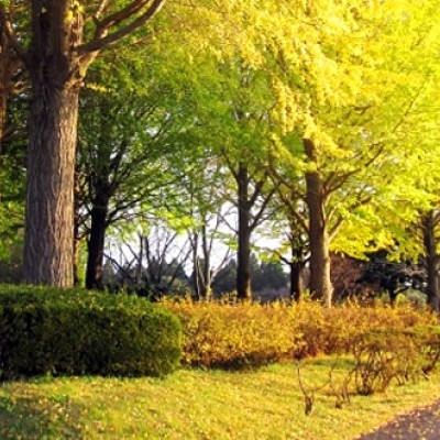九十九里平野が一望！昭和の森公園クロカンコース（千葉市）