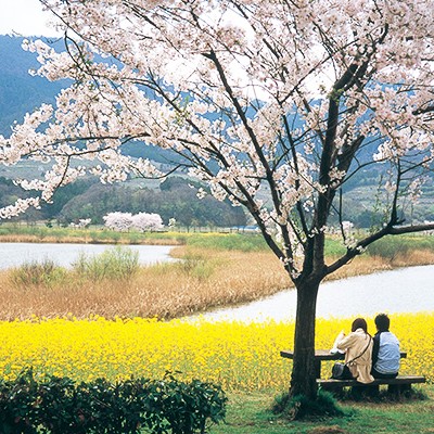 花咲く遊歩道・上堰潟（うわせきがた）公園コース（新潟市）