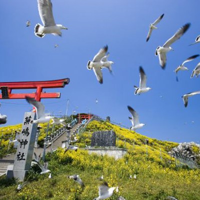 ウミネコの島・蕪島（かぶしま）～種差海岸コース（八戸市）
