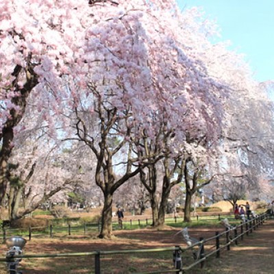 上毛三山を一望！敷島公園の松林周回コース（前橋市）
