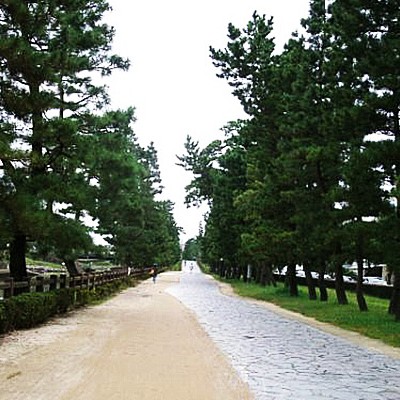 歴史ある松並木！草加松原遊歩道コース（草加市）