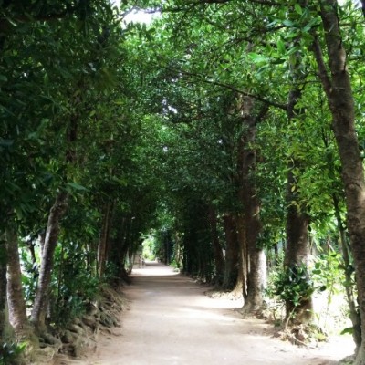 海とフクギ並木コース（本部町）