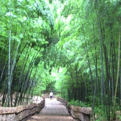 広大な自然が魅力、大高緑地公園コース（名古屋市）