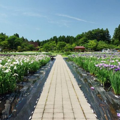 湿原に白鳥！男潟と女潟を囲む小泉潟公園コース（秋田市）
