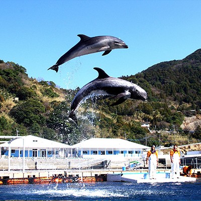 癒し満載のLSD！「つくみイルカ島」コース（津久見市）