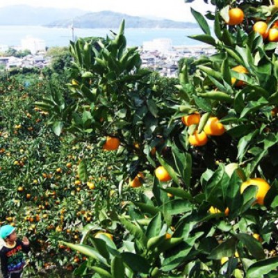 みかんの島！周防大島の海満喫コース（周防大島町）