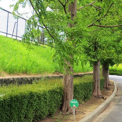 起伏で脚力アップ！松江市総合運動公園コース（松江市）