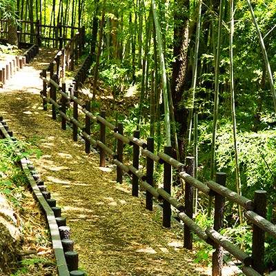 広大な自然を楽しむ生田緑地コース(川崎市)