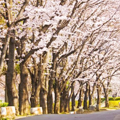 小瀬スポーツ公園ジョギングコース（甲府市）