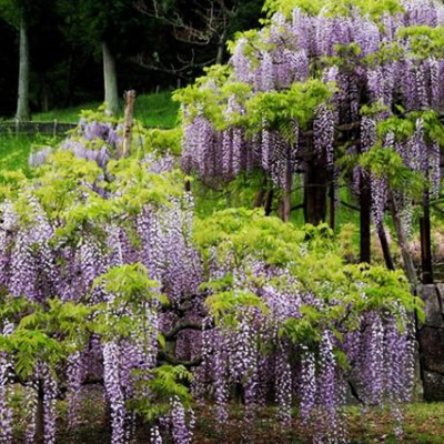 ボートや蓮の花を眺めて！蓮華寺池周回コース（藤枝市）
