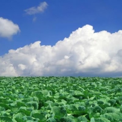 山々に囲まれた高原地帯、嬬恋村キャベツ畑コース（嬬恋村）