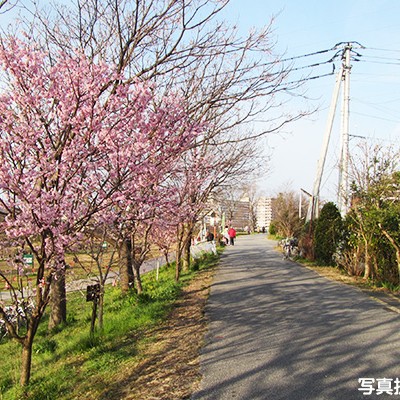 平坦で走りやすい鏡川河川敷コース（高知市）