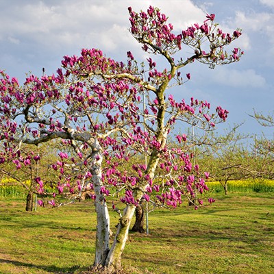 人気大会！伊達ももの里マラソンコース（伊達市）