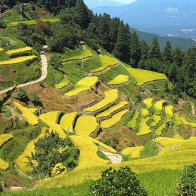 激坂を上っても見たい！「泉谷の棚田」コース（内子町）