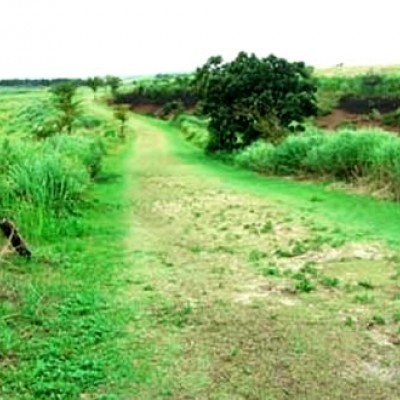 実業団も合宿！阿蘇クロスカントリーコース（阿蘇市）