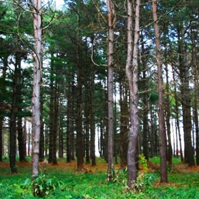 広大な自然公園のトレイル！野幌森林公園コース（札幌市）