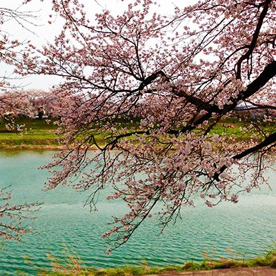 桜並木が8㎞続く、一目千本桜お花見ランコース（大河原町）
