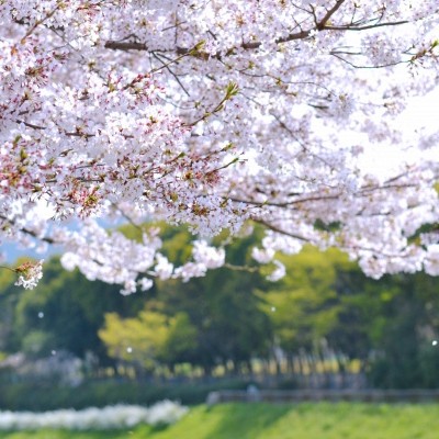 大分川沿いお花見満喫コース（大分市）