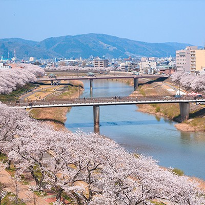 桜並木と川沿いの景色・足羽川ジョギングコース（福井市）