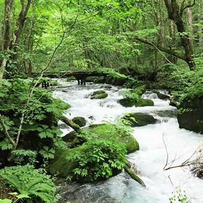 緑と水に囲まれて走る奥入瀬渓流散策コース（十和田市）