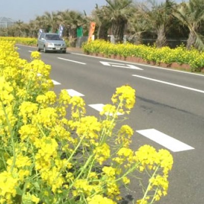 房総フラワーラインコース（館山市）