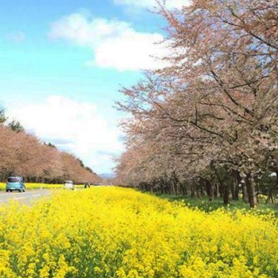 桜はなんと4000本！菜の花ロードコース（大潟村）