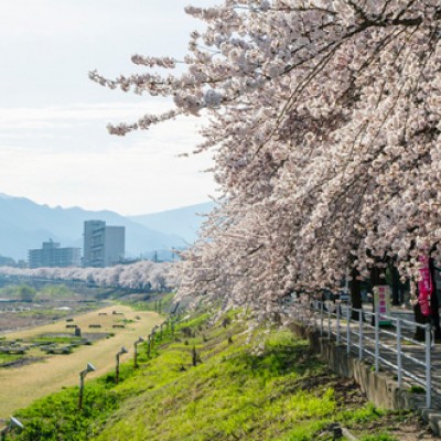 春は桜、秋は芋煮会！馬見ヶ崎川河川敷コース（山形市）