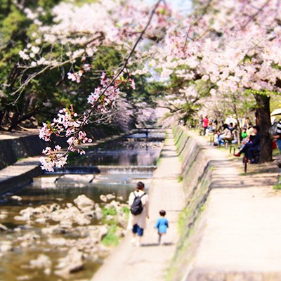桜の名所、夙川河川敷から南芦屋浜コース（西宮市）