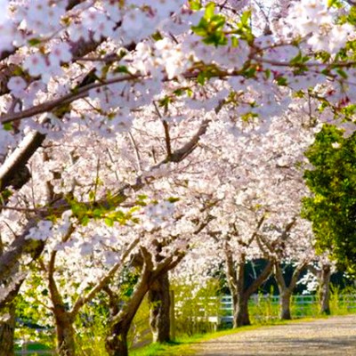 水と緑のオアシス！佐鳴湖（さなるこ）周回コース（浜松市）