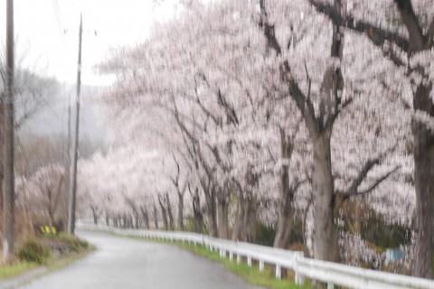 長瀞さくら巡り～アナタの知らない隠れた名所～